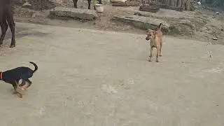 German Shepherd Playing With Desi Dog | Full Fun Masti 