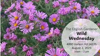 Wild Wednesday