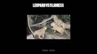 Leopard vs 5 lioness #edit #animals #wildlife #shorts #fighting #music #africa #best #documentary