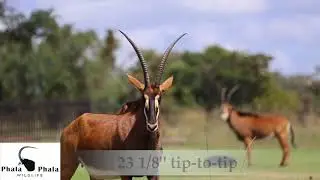 Sable Cow Tambura by Phala Phala on Stud Game Breeders auction