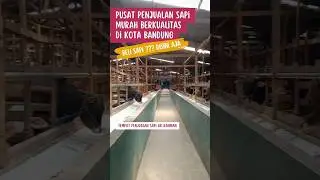 Pusat Penjualan Sapi Unggul Murah Berkualitas #shorts #share #sapi #quran #murah #bandung #iduladha
