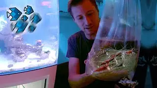 Garnelen im BOX Aquarium!