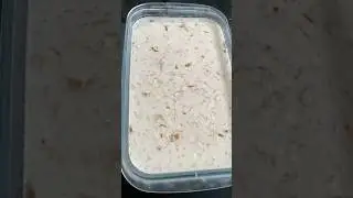 Custard apple pudding🍮#shorts #puddingrecipe #sitaphal #redcustardapple