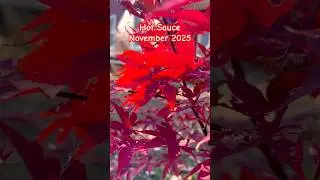 Acer Oliverianum Hot Sauce, November 2025, Japanese Maple With Amazing Red Fall Color.