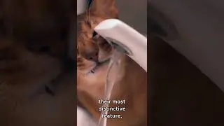 Learn more about Abyssinian Cats #playful #intelligent #agile #