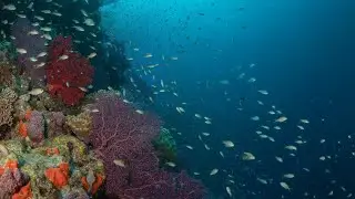 UNDERWATER PARADISE 8K HDR &ndash; Marine Life and Ocean Animals 8K Ultra &HD