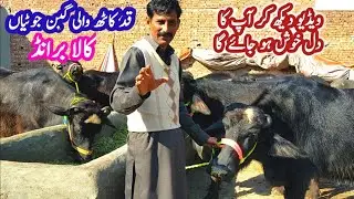 New Offer GUARENTEED Gabban Jhotiyon Motivational Farming | Best Way To Start Pregnant Katti Farming