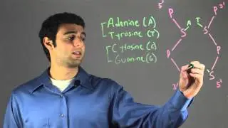 Basic Pairing Pattern in DNA : Biology & DNA