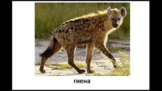 Гиена.