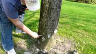 ACECAP systemic tree implants works for Emerald Ash Borer also