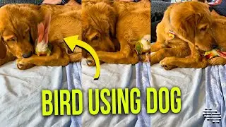 Bird Using Dog as His Personal Jungle Gym and Keeps Going Around Its Leg