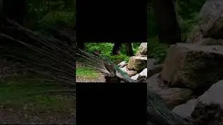 Peacock dancing viral video