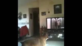 Lightchasing Boxer