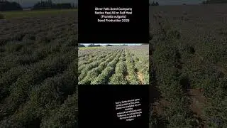 Heal All seed production on our farm 2025. #flowerfields #seedproduction #familyfarm