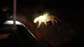 Lion's during night game drive at Lumo Conservancy Taita Hills Kenya