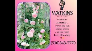 Winter Roses
