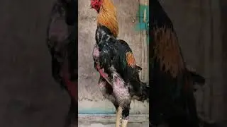 бойцовая птица - Бизон (Бойчатник_Мюрего) #shamo #oshamo #video #sorts #бойцоваяптица #Дагестан