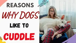 Why Do Dogs Like to Cuddle? This is Why Dog Like to Cuddle