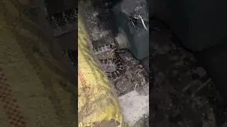 The Biggest Mistake People Make by Killing Snakes 🐍 | Mini Vlog #minivlog #vlogs