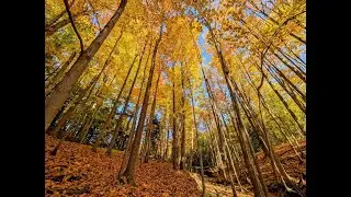 Autumn 2025   Brookbanks park #brookbanks #autumn #ontarioparks