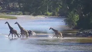 Жираф пересекает реку | Советы рейнджеров