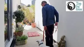 Dog Training Basics - Place Command #02