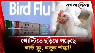 পোল্টিতে ছড়িয়ে পড়েছে বার্ড ফ্লু, নতুন শঙ্কা | Bird Flu | Poltry | Kalbela