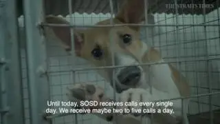 Heroes Among Us: Aesthetic doctor's mission to save street dogs
