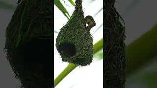 Weaver Bird NEST BUILDING Secrets Revealed! 30#viralshort #birds