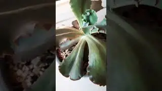 ECHEVERIA BLUE CURLS
