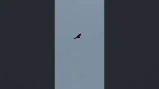 Kestrel skills