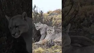 Puma Animal Amazing Facts.....      #shortsvideo #viralshortvideo