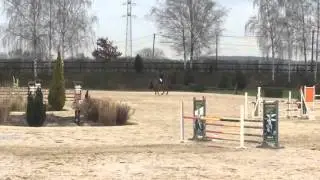 AKTION 6yo gelding Calvarro