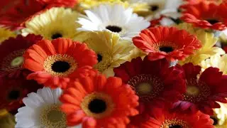 Gerbera Daisy care | gerbera Daisy | winter season plants | flowering plants | gerbera flowers