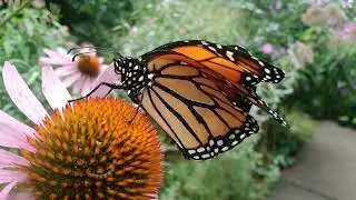 Bent Wing😓 male Monarch🦋! #monarchbutterfly #adult #crippled #injured #Elvis #elvispresley