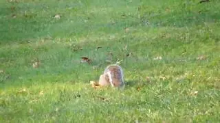 Ravish, Naresh chasing Squirrels