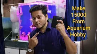 How to make out money from Aquarium Fish Hobby