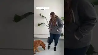 How to Improve Your Dog's Name Recognition