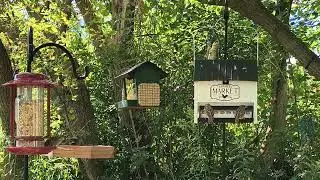 End of August Bird Action!