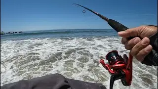 back at the surf. non stop surf perch bites