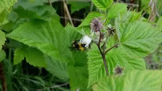 Early bumblebee  Bourdon des pr&eacute;s Weidehommel Wiesenhummel Gandelain France