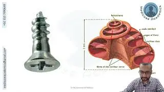 Development of Ear