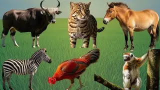 Lovely Farm Animals -  Pig, Chicken, Kitten, Rabbit, Sheep, Puppy, Bee, Cow, Goat - Farm Animal