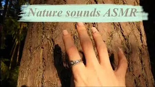 ASMR Nature sounds (wood tapping, water sounds, rock scratching)
