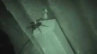 The Rangatira spider