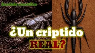 una criatura jam&aacute;s documentada - cr&iacute;ptido plausible (Cryptocursor subterraneus arequipae)