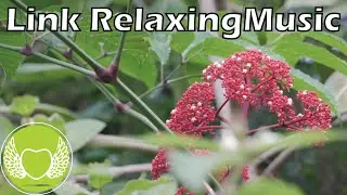 Effortless Harmony 🧡：Relaxing Piano Music with Gentle Stream Sounds-20230818