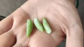 How to propagate Donkey's Tail (Burros Tail) succulent | Sedum morganianum
