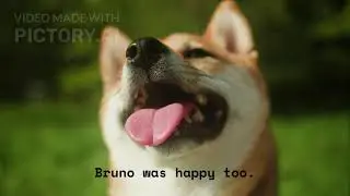 Bruno Puppy's Sharing Story