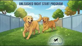 Unleashed Dog Daycare Right Start Program - How Does it Work?